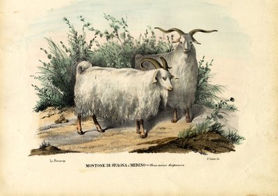 Merino Sheep by Raimundo Petraroja